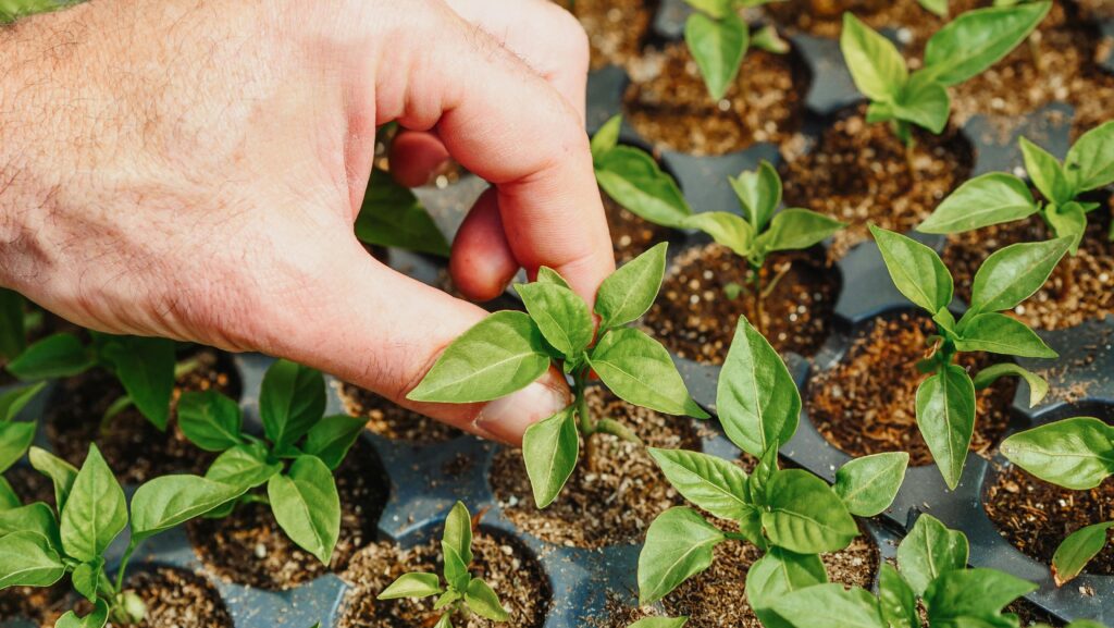 taking care of small plants as a relaxing home hobby